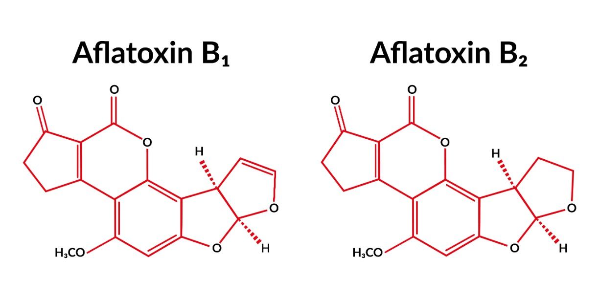 Aquaphotomic NIR spectroscopy for detecting toxic aflatoxin in maize © By foxyliam -chronicles-stock.adobe.com