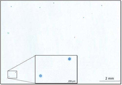 Figure 4_new_web.jpg