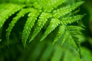 leaf with raindrops on it