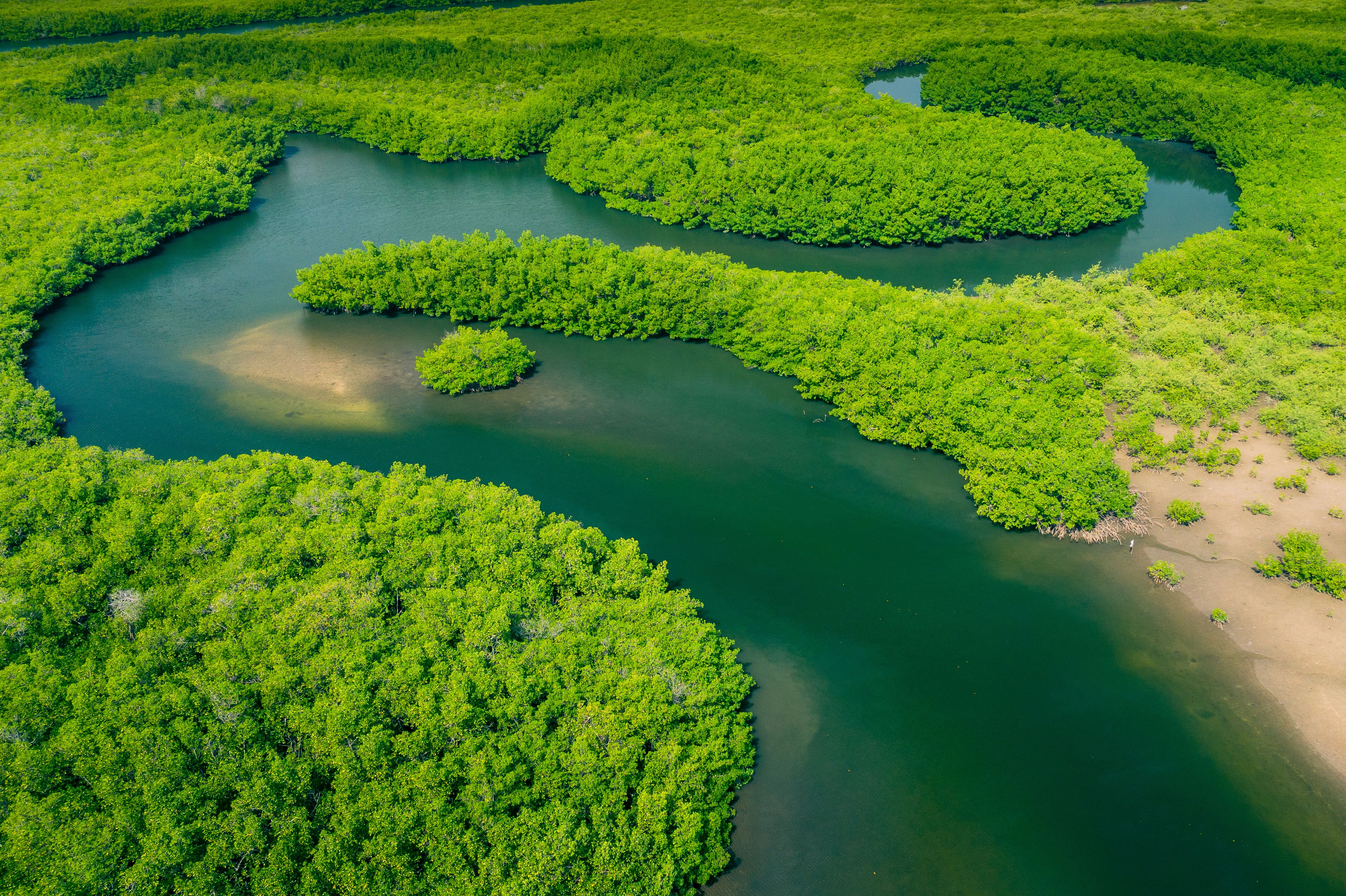 Aerial view of Amazon rainforest in Brazil, South America. Green forest. Bird's-eye view. | Image Credit: © Curioso.Photography - stock.adobe.com
