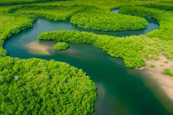 Aerial view of Amazon rainforest in Brazil, South America. Green forest. Bird's-eye view. | Image Credit: © Curioso.Photography - stock.adobe.com
