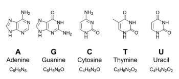 Primary nucleobases, chemical formulas and skeletal structures. Adenine, guanine, cytosine, thymine and uracil, represented by letters A, G, C, T and U. Fundamental units of the genetic code. | Image Credit: Peter Hermes Furian - stock.adobe.com