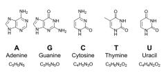 Primary nucleobases, chemical formulas and skeletal structures. Adenine, guanine, cytosine, thymine and uracil, represented by letters A, G, C, T and U. Fundamental units of the genetic code. | Image Credit: Peter Hermes Furian - stock.adobe.com