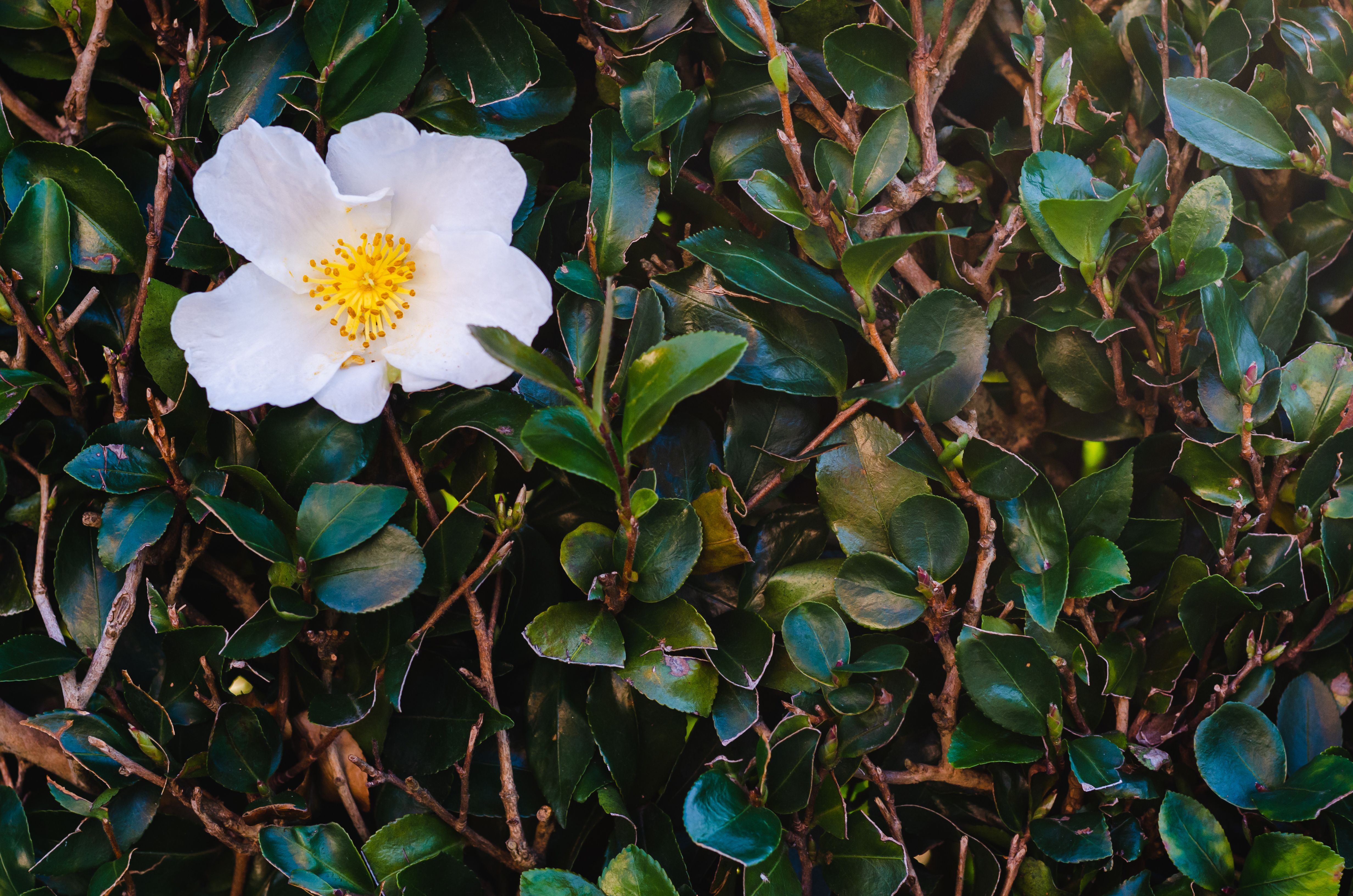 White Camellia oleifera flower on its tree. | Image Credit: © baramyou0708 - stock.adobe.com
