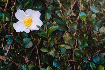 White Camellia oleifera flower on its tree. | Image Credit: © baramyou0708 - stock.adobe.com