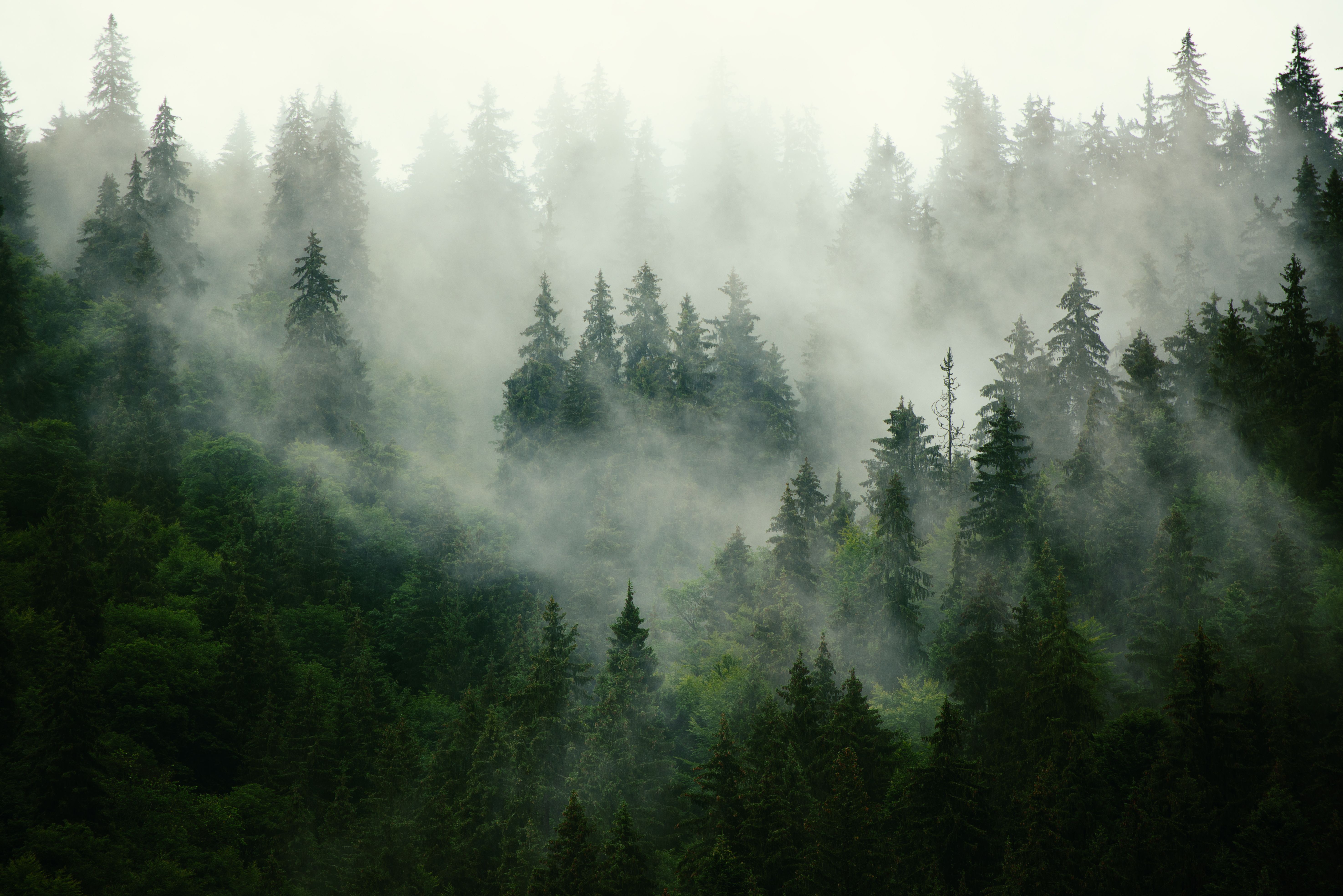 Misty landscape with fir forest in hipster vintage retro style | Image Credit: © Roxana - stock.adobe.com
