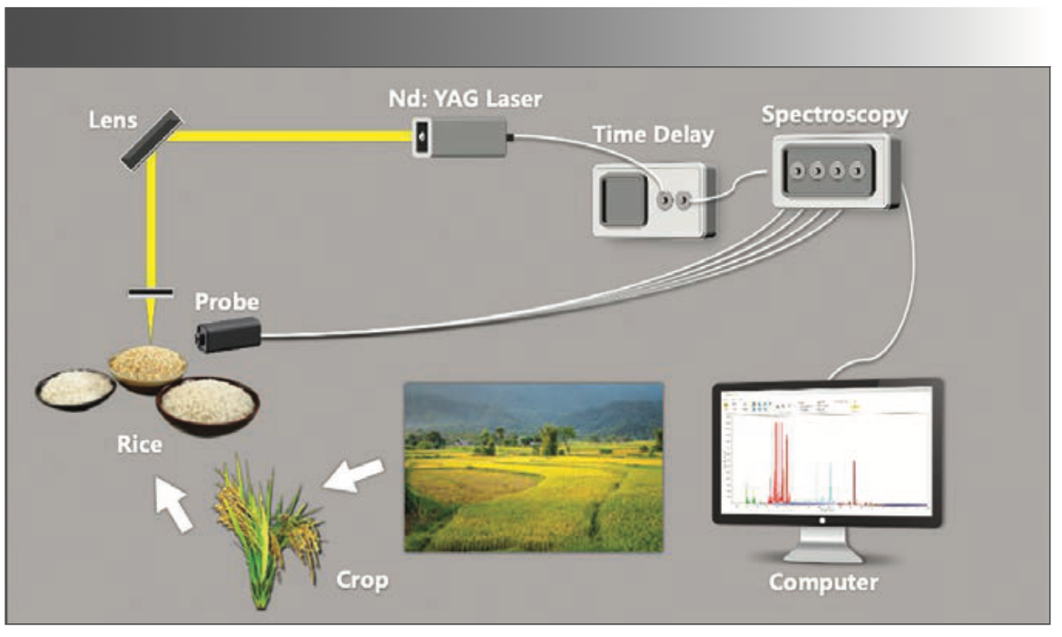 Ls Rice Diagram In-situ Detection of Rice Using Laser Induced Breakdown Spectroscopy ...