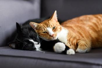 Two cats cuddling together on a chair at home. | Image Credit: © Kozioł Kamila - stock.adobe.com