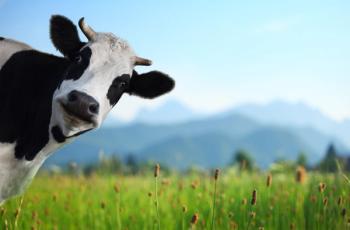 Cow | Image Credit: © Dudarev Mikhail - stock.adobe.com