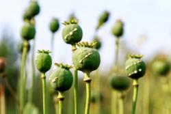 Opium and Hashish Tested Using Laser-Induced Fluorescence Spectroscopy