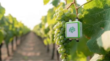 Innovative Smart Sensor Monitoring Grapes in Vineyard in Modern IoT Farming Practices © Asraf-chronicles-stock.adobe.com