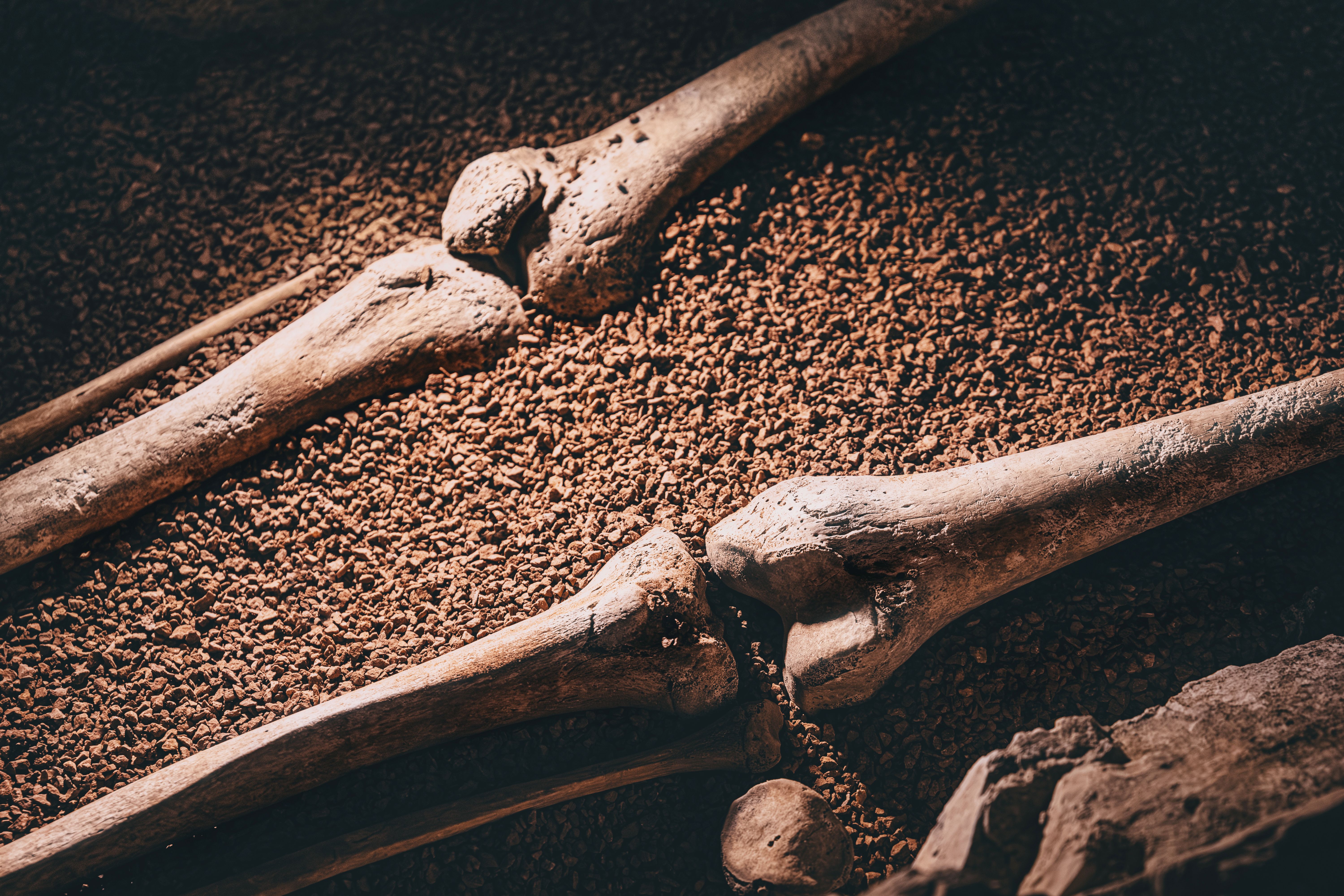 Human skeleton bones laying on red soil in an archaeological excavation. | Image Credit: © EdNurg - stock.adobe.com