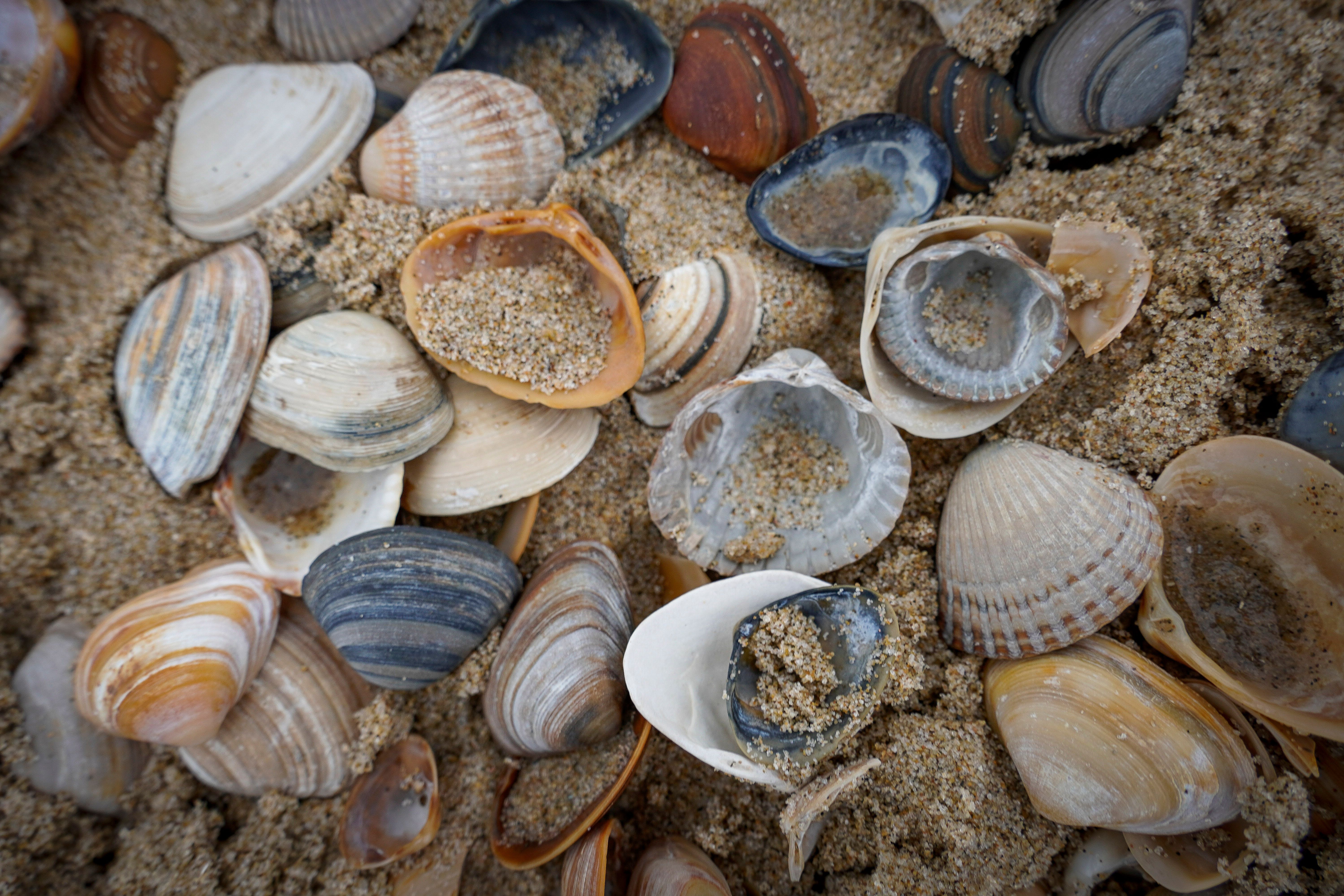 Egmond aan Zee,Nordholland , Netherlands. Sea shells at the beach of Egmond | Image Credit: © nuehnenfoto - stock.adobe.com.