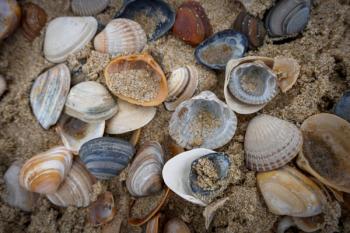 Egmond aan Zee,Nordholland , Netherlands. Sea shells at the beach of Egmond | Image Credit: © nuehnenfoto - stock.adobe.com.