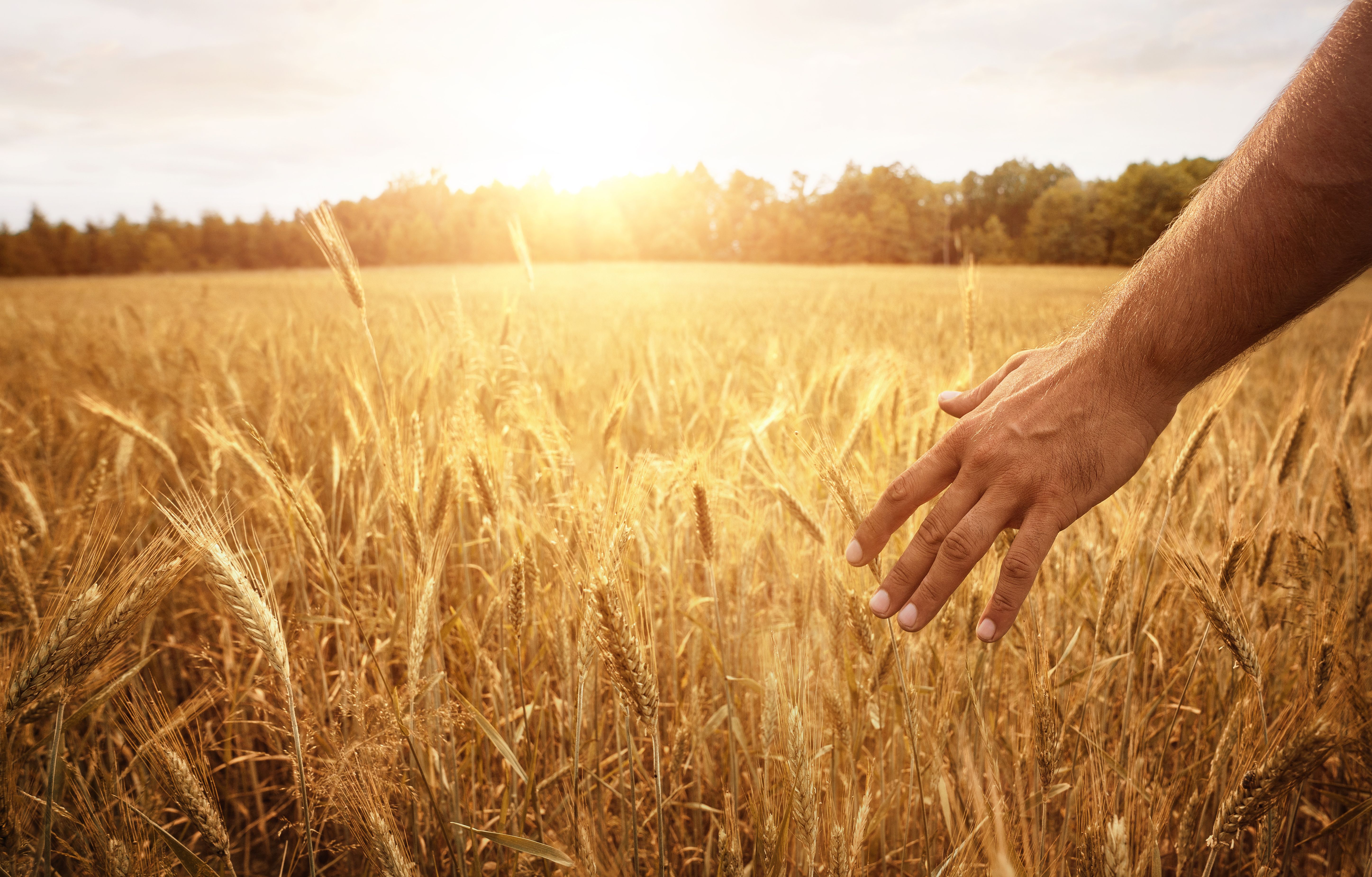 Группа людей в поле. Поле с колосьями. Пшеничное поле. Поле с колосками пшеницы. Колоски пшеницы в руках.