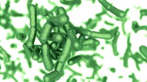 Time-resolved Fluorescence Spectroscopy Study of Energy Transfer Dynamics in Phycobilisome of Thermophilic Cyanobacterium Thermosynechococcus vulcanus NIES 2134