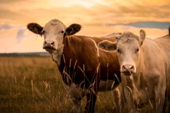 Cows in sunset | Image Credit: © Jonatan Rundblad - stock.adobe.com