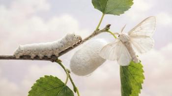 Life cycle of silkworm showing caterpillar cocoon and adult moth on green branch. Generated with AI. | Image Credit: © NataloChka - stock.adobe.com