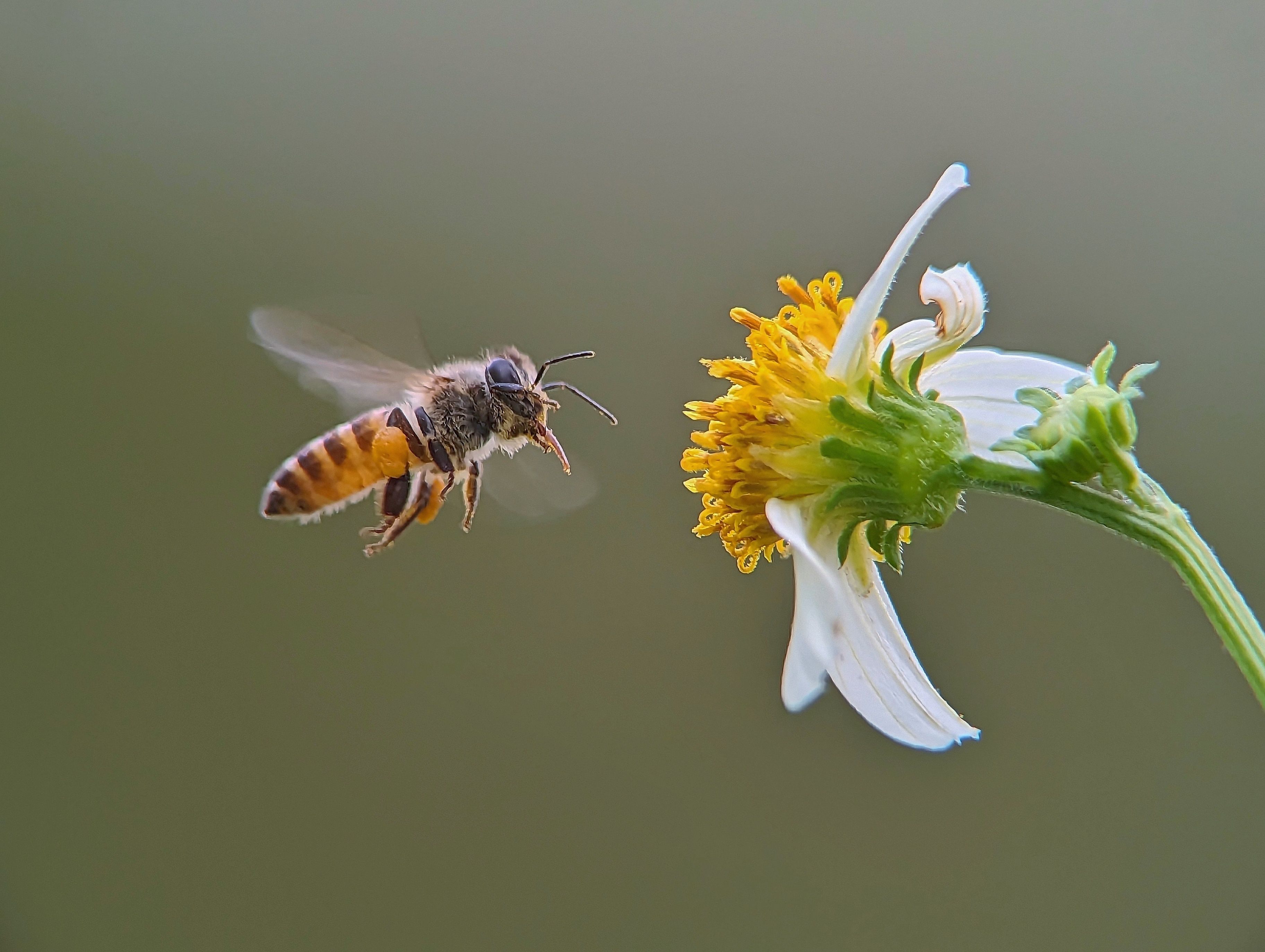 Bee on flower | Image Credit: © Riko - stock.adobe.com