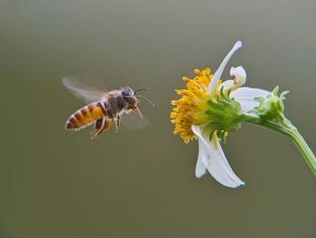 Bee on flower | Image Credit: © Riko - stock.adobe.com