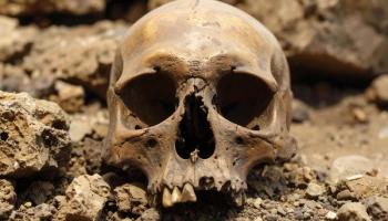 A close-up shot captures a human skull resting amidst rough terrain, hinting at an archaeological site or a forgotten past. The weathered bones evoke themes of mortality and the passage of time. Generated with AI. | Image Credit: © Billy - stock.adobe.com.