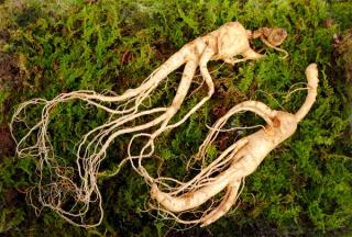 Wild Korean ginseng root. Wild ginseng can be processed to be red or white ginseng. Ginseng has been used in traditional medicine. | Image Credit: © nunawwoofy - stock.adobe.com.