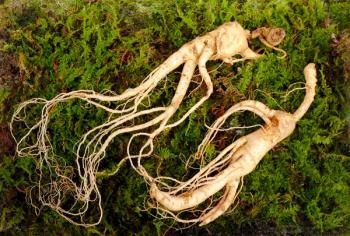 Wild Korean ginseng root. Wild ginseng can be processed to be red or white ginseng. Ginseng has been used in traditional medicine. | Image Credit: © nunawwoofy - stock.adobe.com.