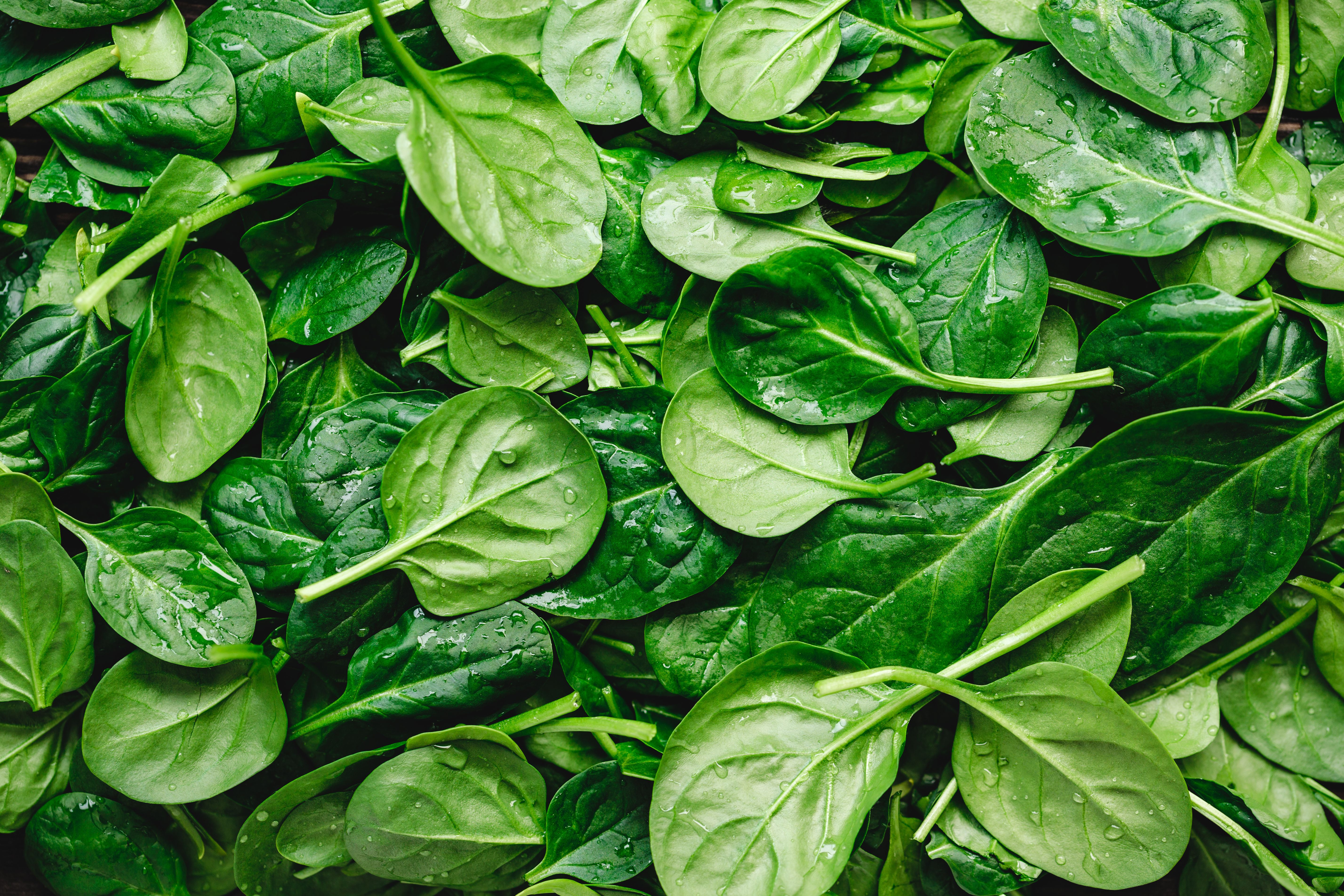 Top view on fresh organic spinach leaves. Healthy green food and vegan background. | Image Credit: © Edalin - stock.adobe.com.