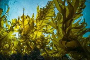 Studying Inorganic Arsenic, Heavy Metals, and Iodine in Dried Seaweed
