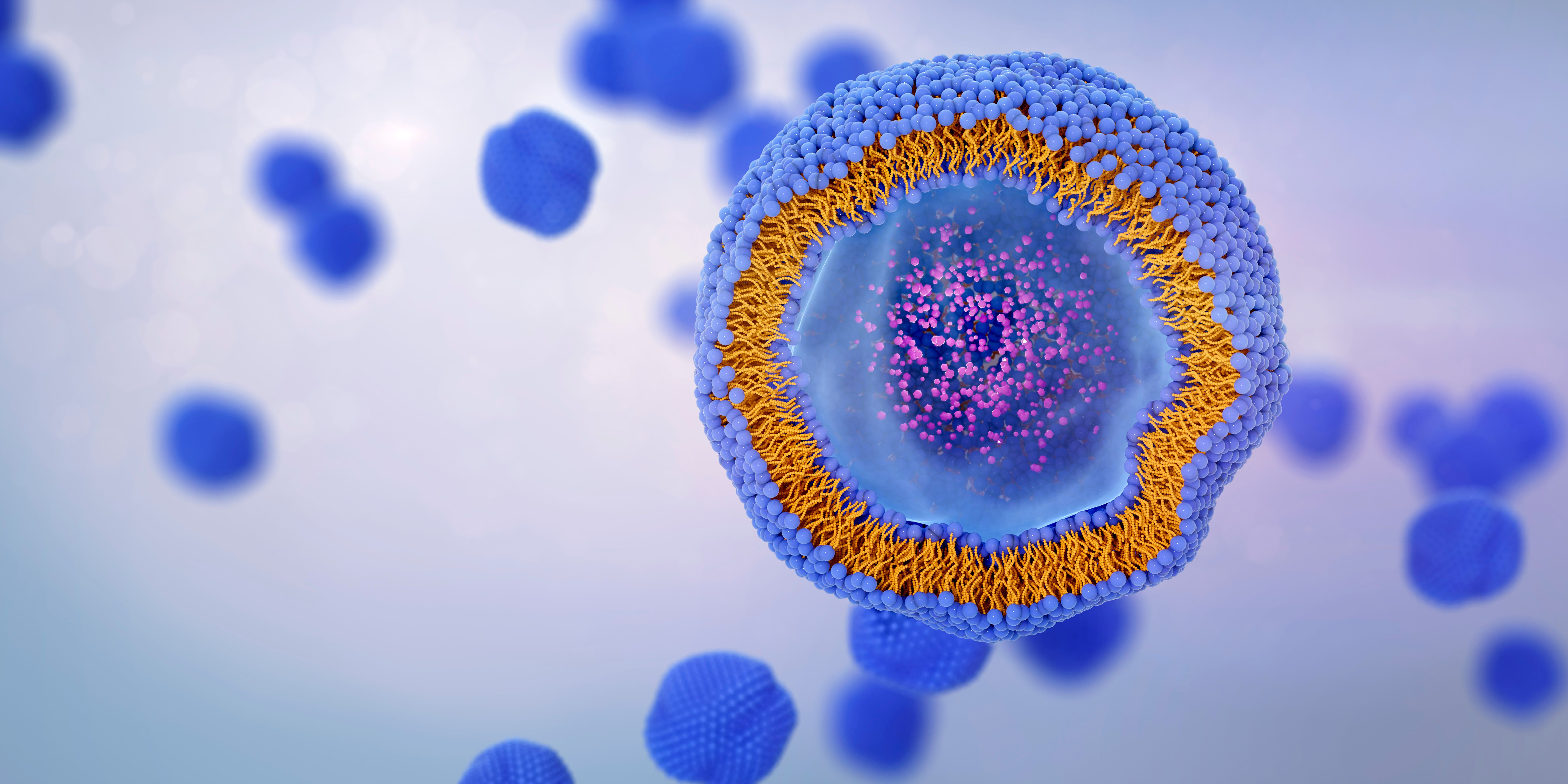 Liposome cross section with molecules or nanoparticles enclosed by a lipid bilayer. Liposomes can be used as drug or dietary and nutritional supplements delivery vehicles. 3D illustration. | Image Credit: © TuMeggy - stock.adobe.com