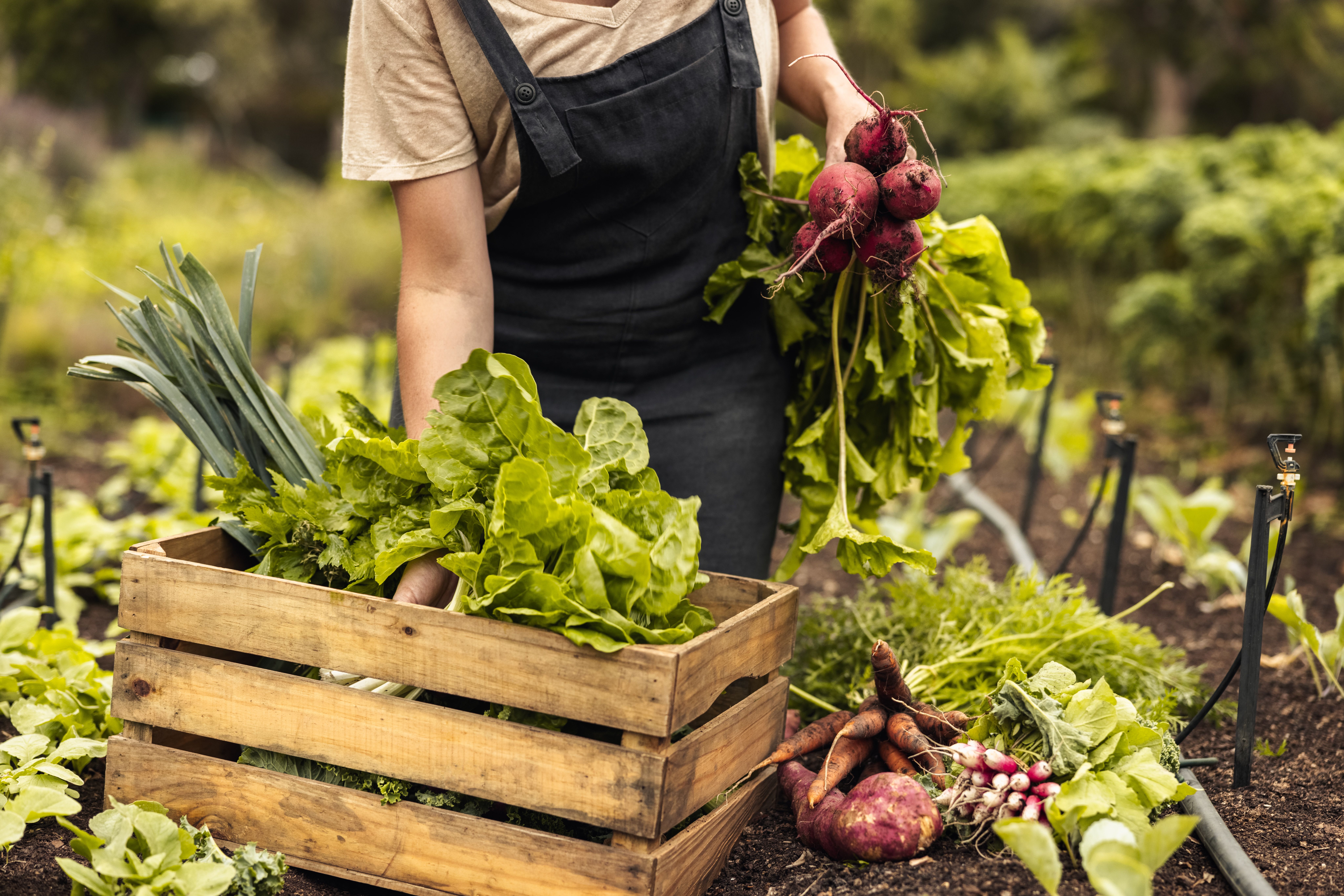Female farmer gathering fresh vegetables on her farm | Image Credit: © Jacob Lund - stock.adobe.com.