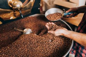 Man's hands holding freshly roasted aromatic coffee beans over a modern coffee roasting machine. | Image Credit: © hedgehog94 - stock.adobe.com
