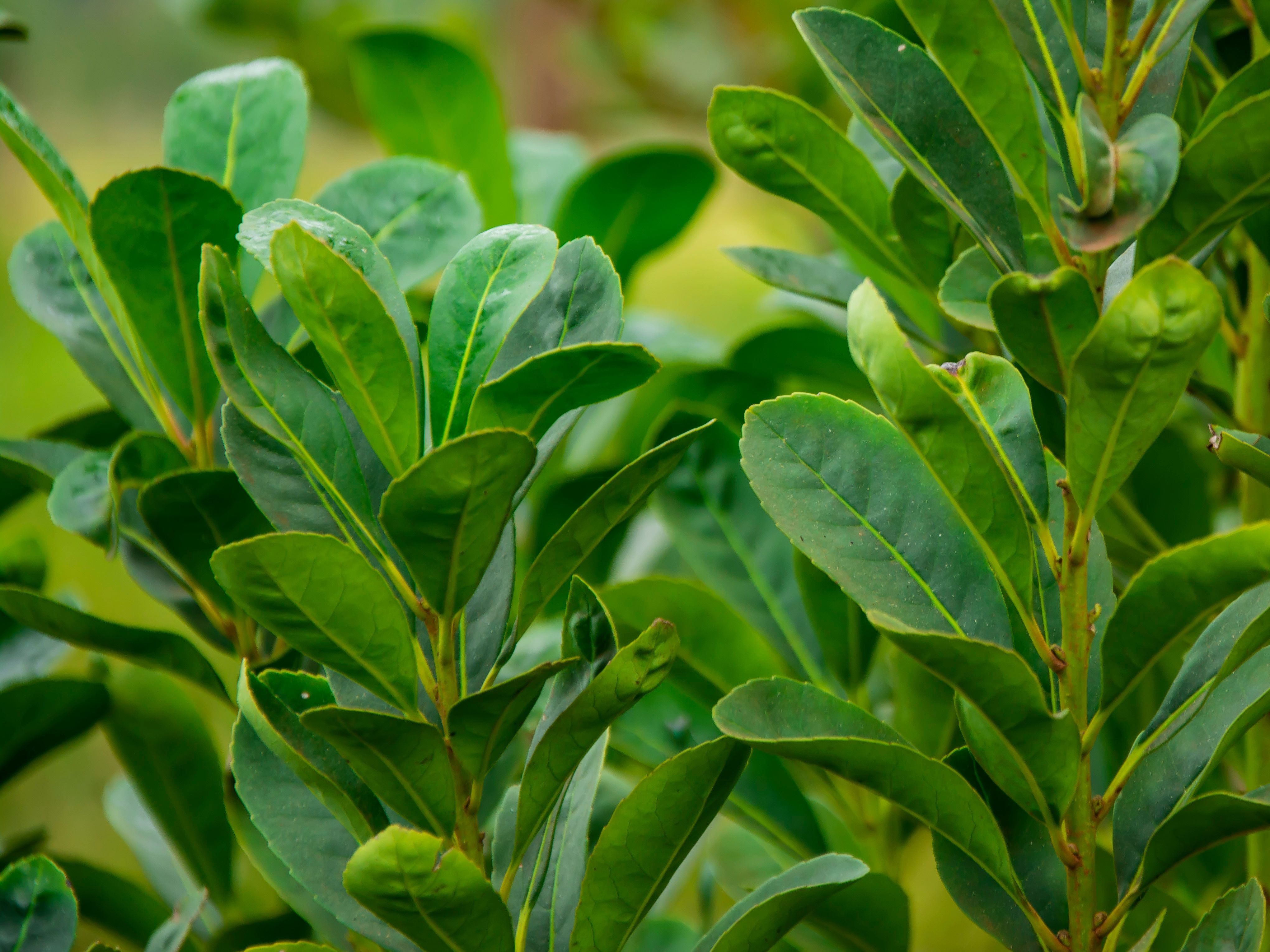 yerba mate | Image Credit: © - stock.adobe.com