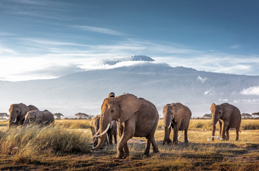 Herd of African Elephants in Front of Kilimanjaro | Image Credit: © adogslifephoto - stock.adobe.com