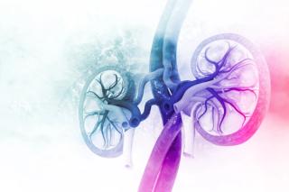 Human kidney cross section | Image Credit: © Crystal light - stock.adobe.com