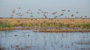 Mixed flock of ducks flying over wetlands | Image Credit: © MikeFusaro - stock.adobe.com