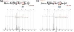 Posttranslational Modification Characterization via Electron Capture Dissociation Using a Linear Ion Trap Time-of-Flight Mass Spectrometer