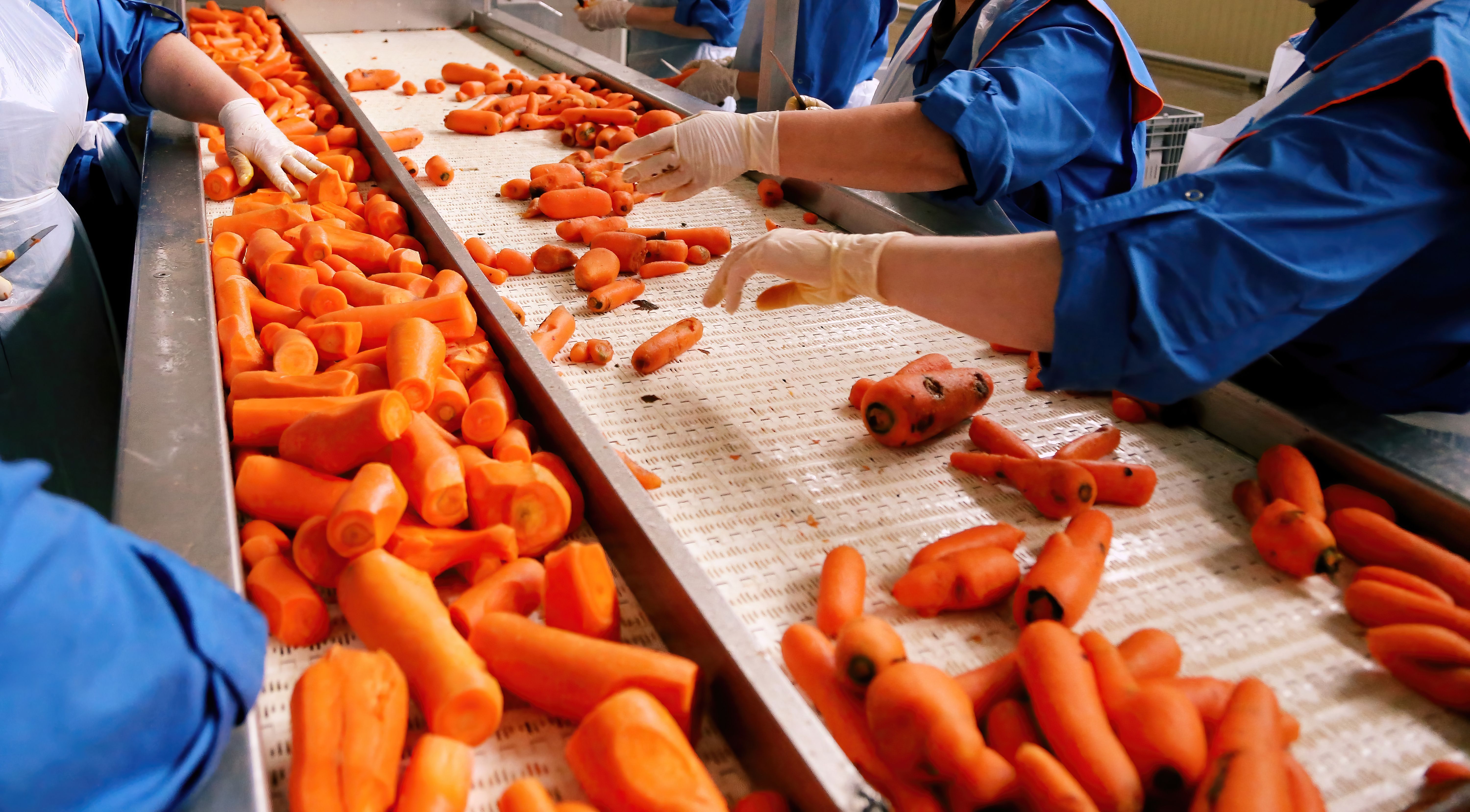 Workers examining and sorting fresh carrots on a conveyor system in a processing facility during daylight hours | Image Credit: © Vital - stock.adobe.com
