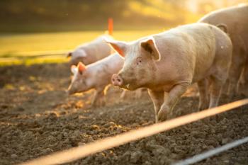 Pigs eating on a meadow in an organic meat farm - wide angle lens shot | Image Credit: © lightpoet - stock.adobe.com