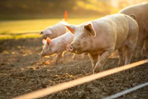 Pigs eating on a meadow in an organic meat farm - wide angle lens shot | Image Credit: © lightpoet - stock.adobe.com