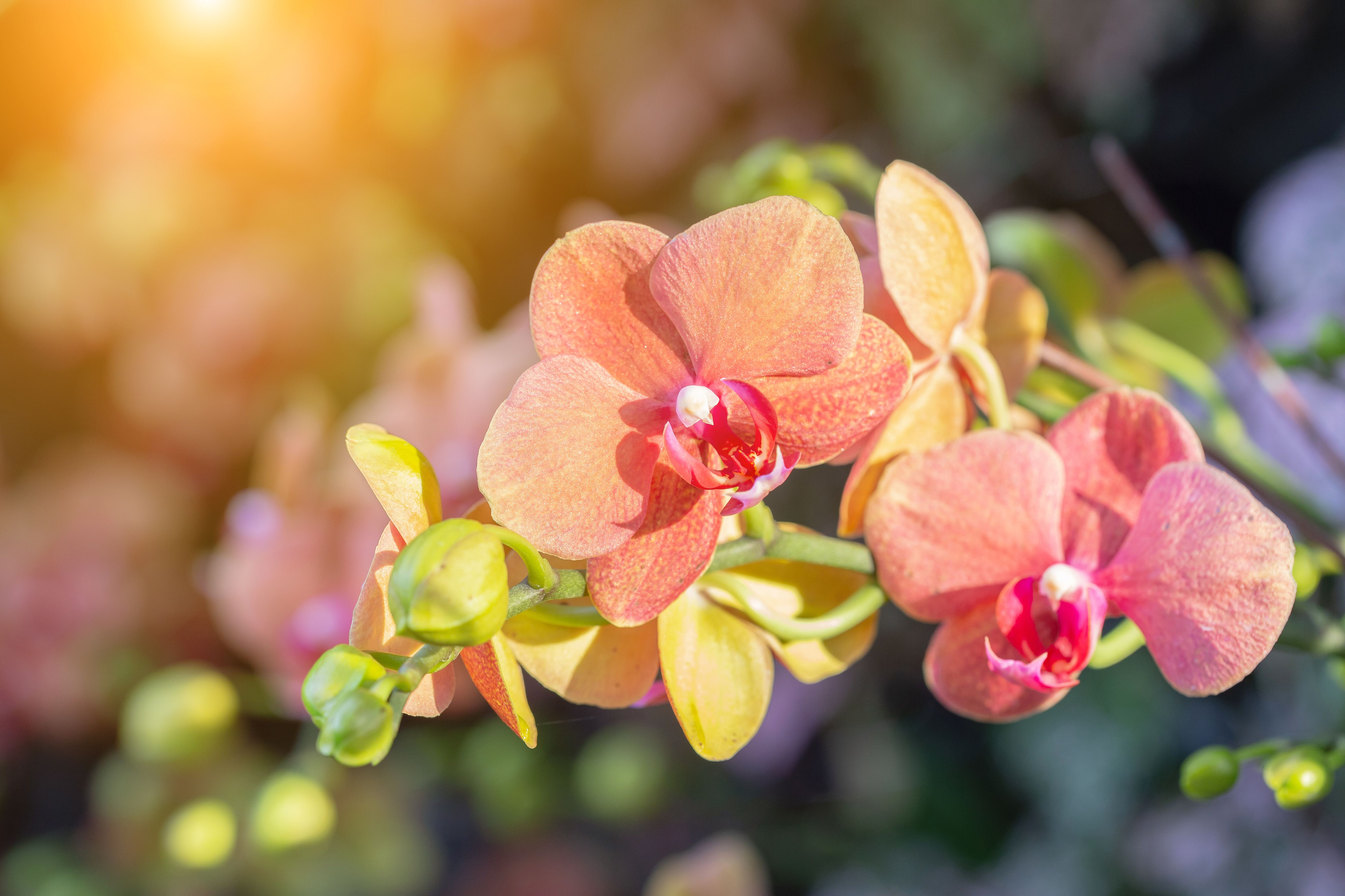Orchid flower. | Image Credit: © phanthit malisuwan - stock.adobe.com