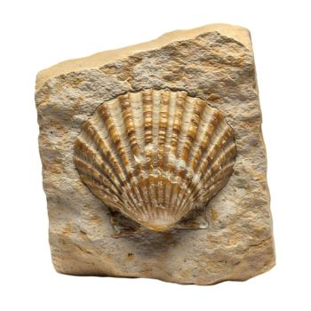 Fossil Shell Specimen: Close-up of Ancient Marine Life Remains in Sedimentary Rock. Generated with AI. | Image Credit: © png -stock.adobe.com