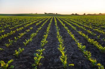 Landscape rows of young beatroot plants. Young beat sprouts during the period of active growth. Sugar beat plant in cultivated agricultural field. Agriculture process. | Image Credit: © Volodymyr - stock.adobe.com.