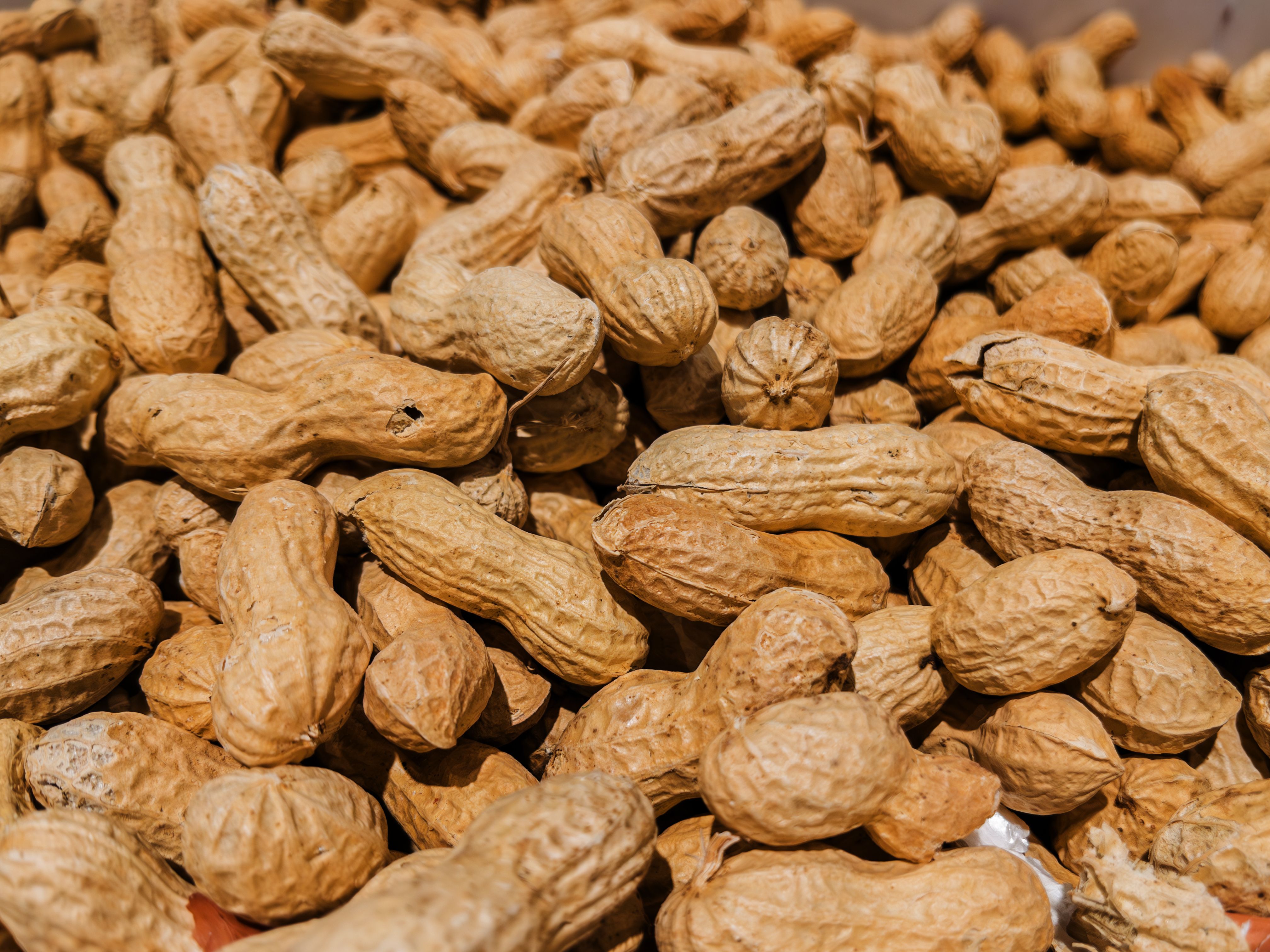 Peanuts in Shell: Nutritional Benefits and Uses | Image Credit: © VGV - stock.adobe.com
