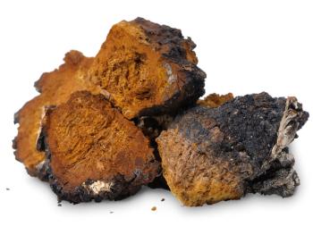 Chaga (Inonotus obliquus) - medicinal birch fungus | Image Credit: © zhaubasar - stock.adobe.com