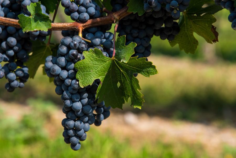 Cabernet Sauvignon 2018-09-18 | Image Credit: © Winestains - stock.adobe.com.