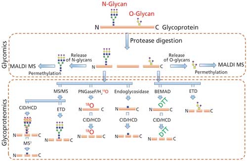 Qualitative and Quantitative Analyses for Protein Glycosylation