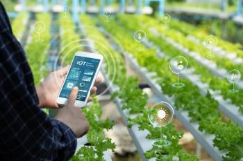 Smart farming agriculture concept. Man holding smartphone monitor to track agricultural produce for IoT. © Pcess609-chronicles-stock.adobe.com