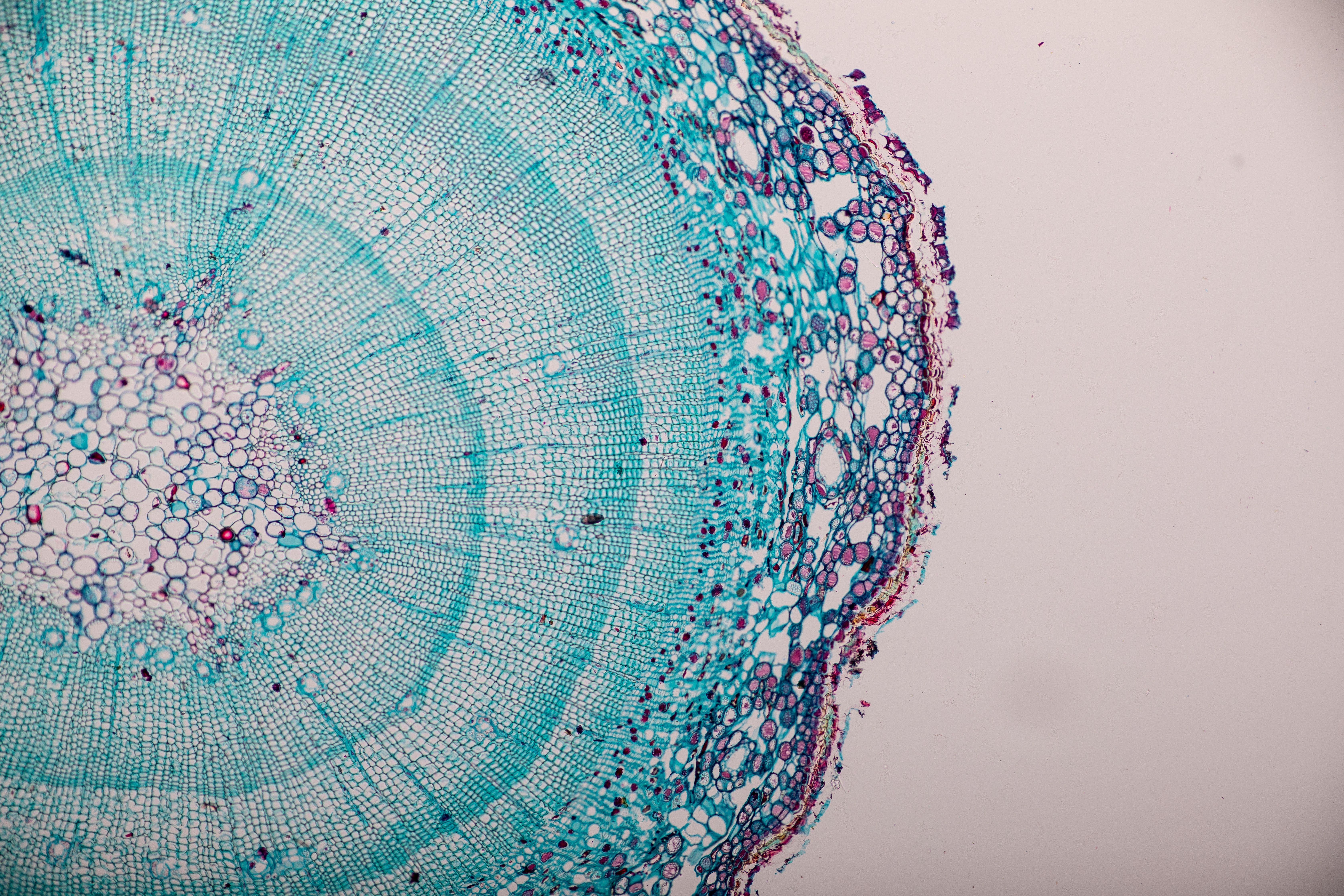 Cross-section Dicot, Monocot and Root of Plant Stem under the microscope for classroom education. | Image Credit: sinhyu - stock.adobe.com