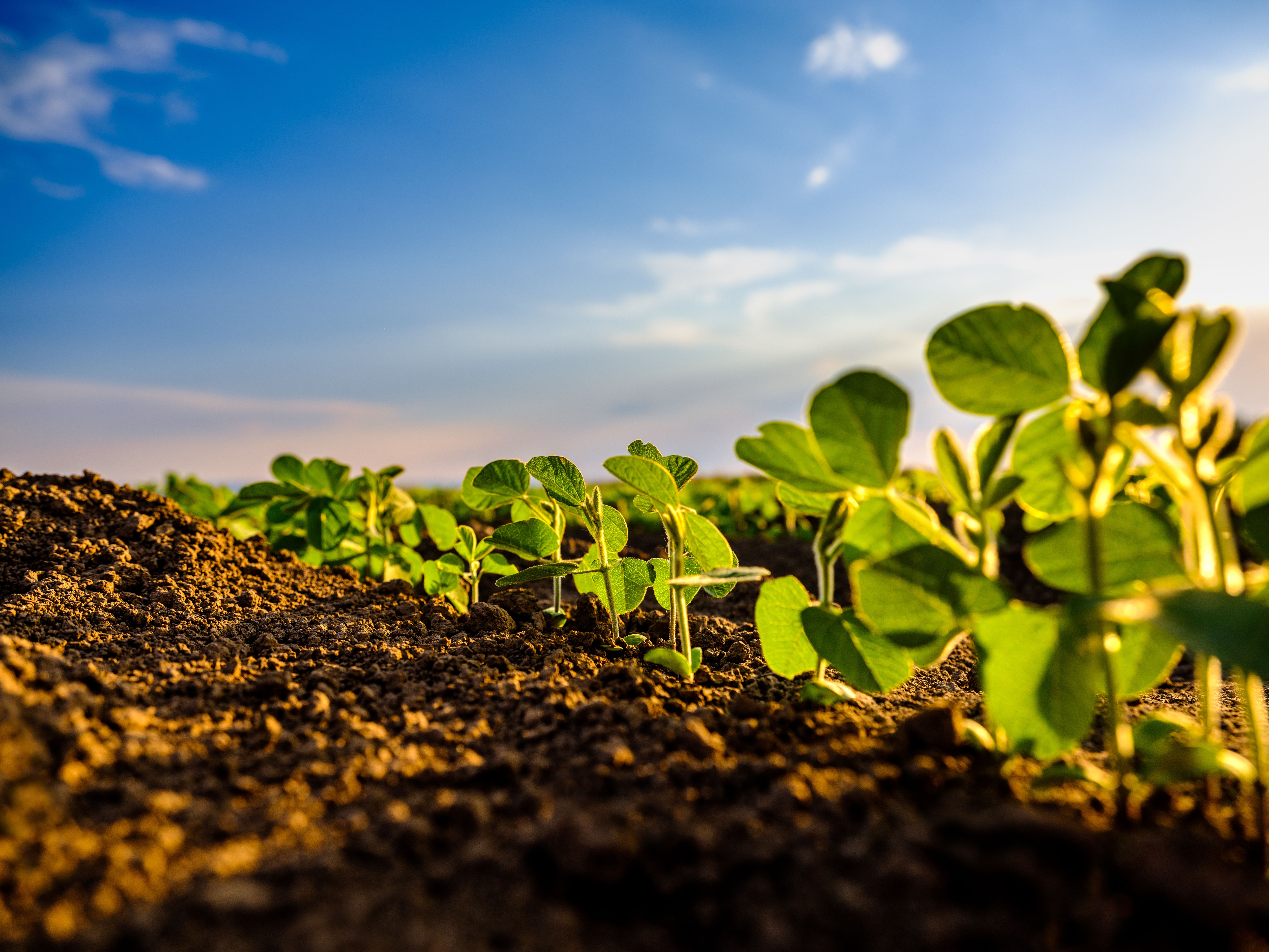 Green soybean plant closeup on a farm during the growing season, showing the root system and soil structure | Image Credit: © oticki - stock.adobe.com